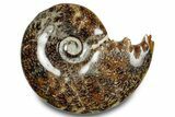 Polished Ammonite (Cleoniceras) Fossil - Madagascar #283278-1